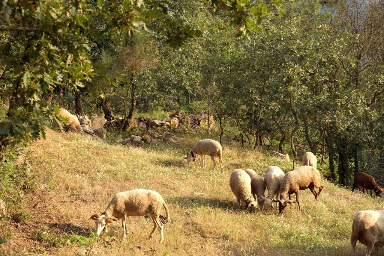 Quinta De S. Cipriano Villa เรเซนด์ ภายนอก รูปภาพ